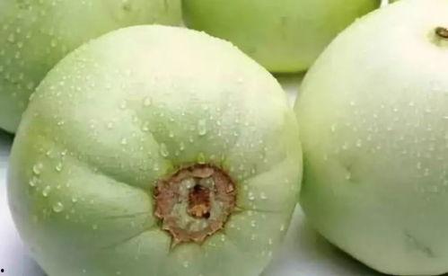 苏密大91甜瓜种子