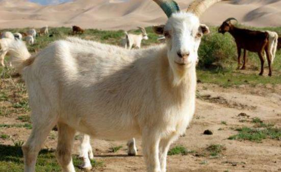 91年9月的羊一生命运,探索91年9月出生者的命运轨迹